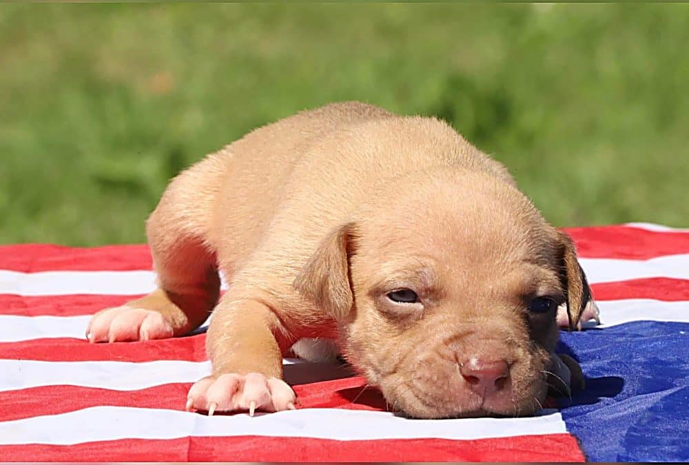 Alimentazione e crescita nei cuccioli di Terrier di Tipo Bull