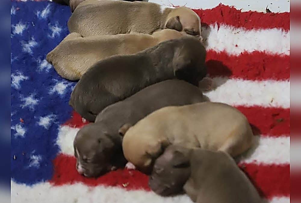 Primi 60 giorni Cucciolo Terrier Bull: Guida Essenziale