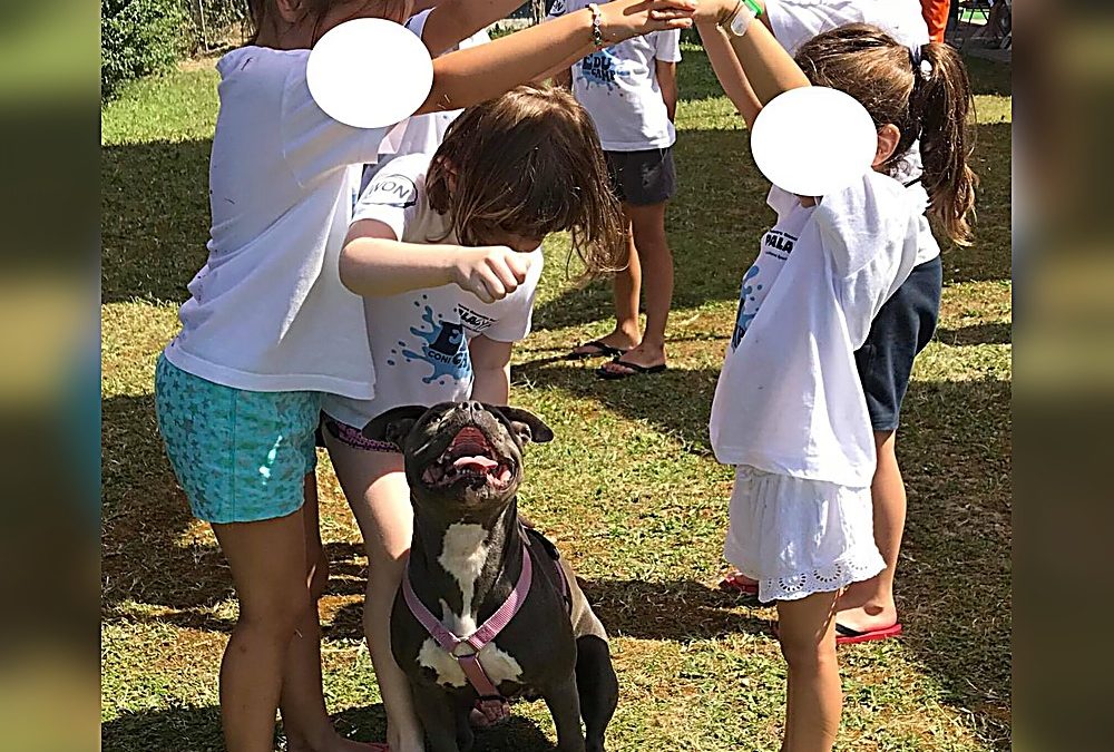 Socializzazione precoce nel cucciolo di Terrier di Tipo Bull: cosa aiuta e cosa danneggia