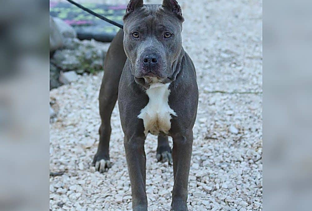 Terrier di Tipo Bull: Caratteristiche Reali, Senza Filtri