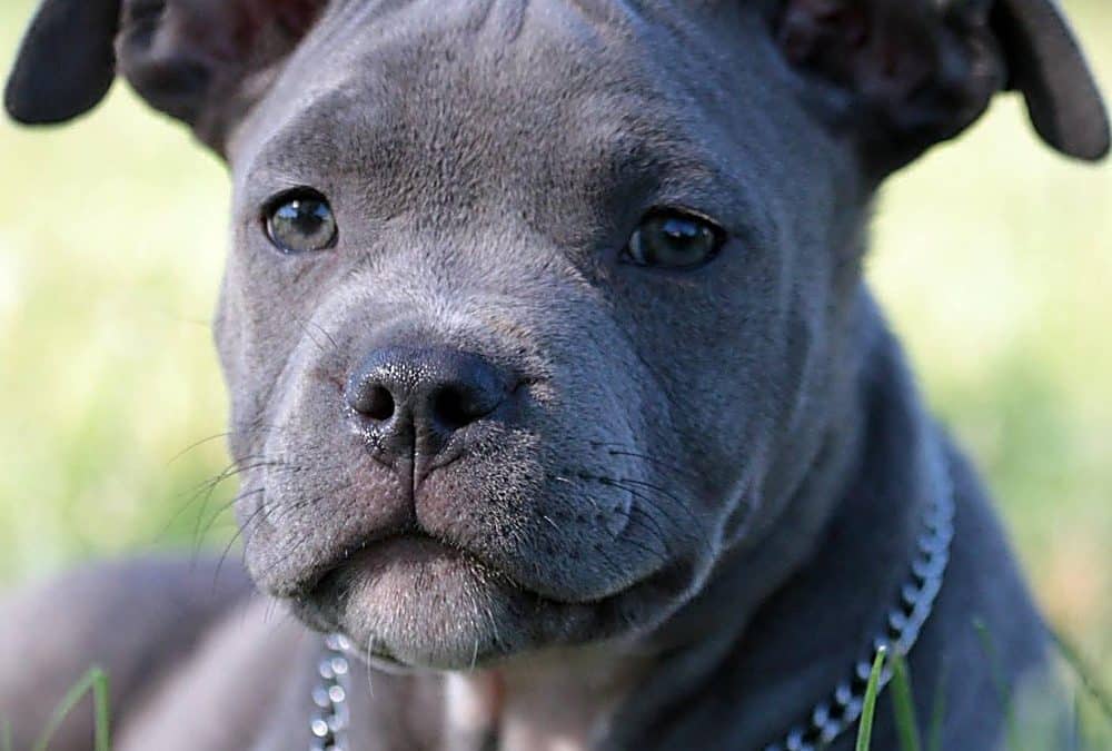 Sviluppo emotivo del cucciolo di Terrier di Tipo Bull: segnali da saper leggere