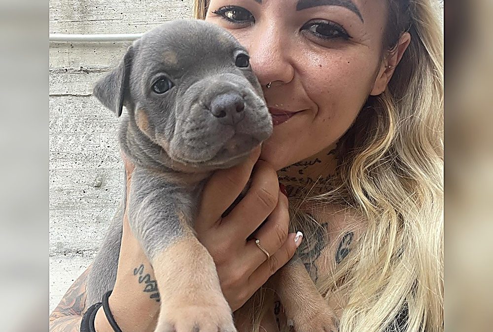 Inserimento del cucciolo di Terrier di Tipo Bull in casa: gestione corretta