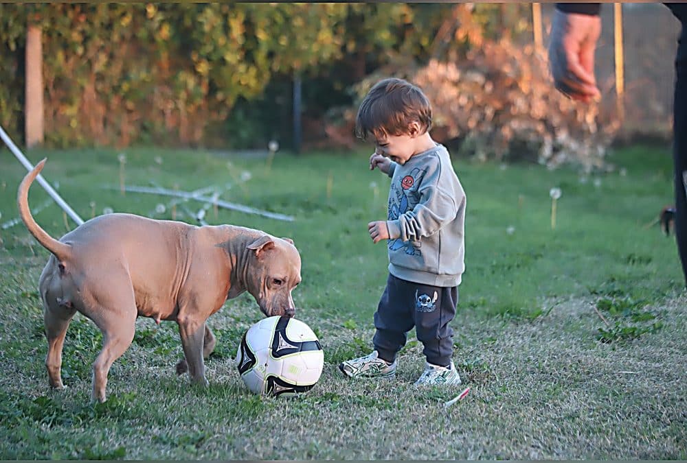 Cucciolo di Terrier di Tipo Bull e bambini: educazione reciproca