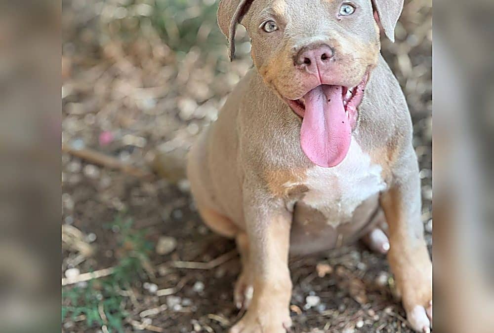 Errori Comuni nei Primi Mesi di Vita di un Terrier di Tipo Bull